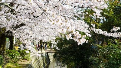 [HOT] Tour Nhật Bản Mùa Hoa Anh Đào Bán Chạy Nhất 2026: Osaka - Kobe - Kyoto - Nagoya - Núi Phú Sĩ - Tokyo 6N5Đ - Image - 9142
